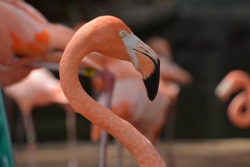 usa sex guide san antonio