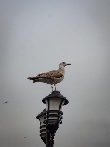 totem pole animals and their meanings pdf