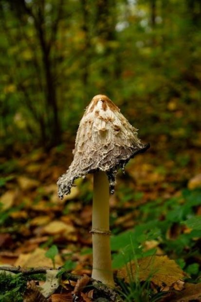 colorado mushroom guide